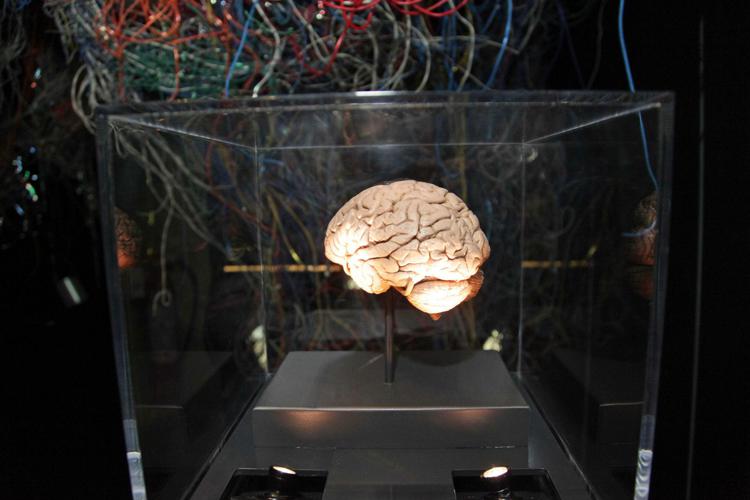 Mostra 'Brain, il cervello, istruzioni per l'uso' al Museo di Storia Naturale di Milano (Fotogramma)