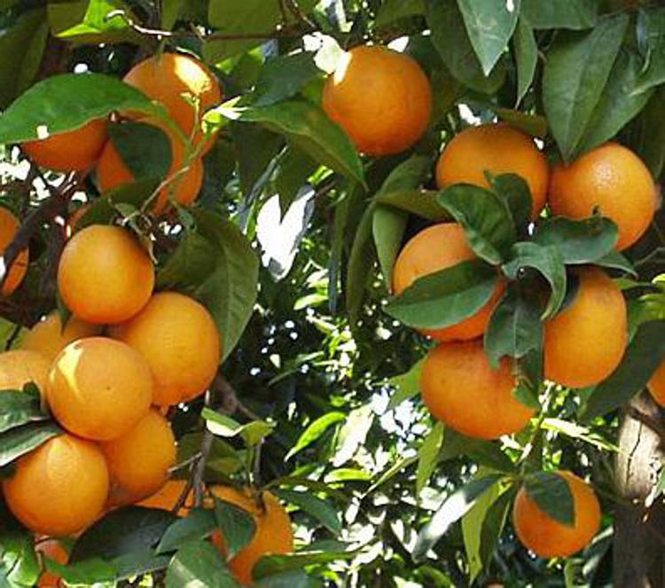 Alimenti: arriva prima aranciata con 22% succo, da arance 100% calabresi