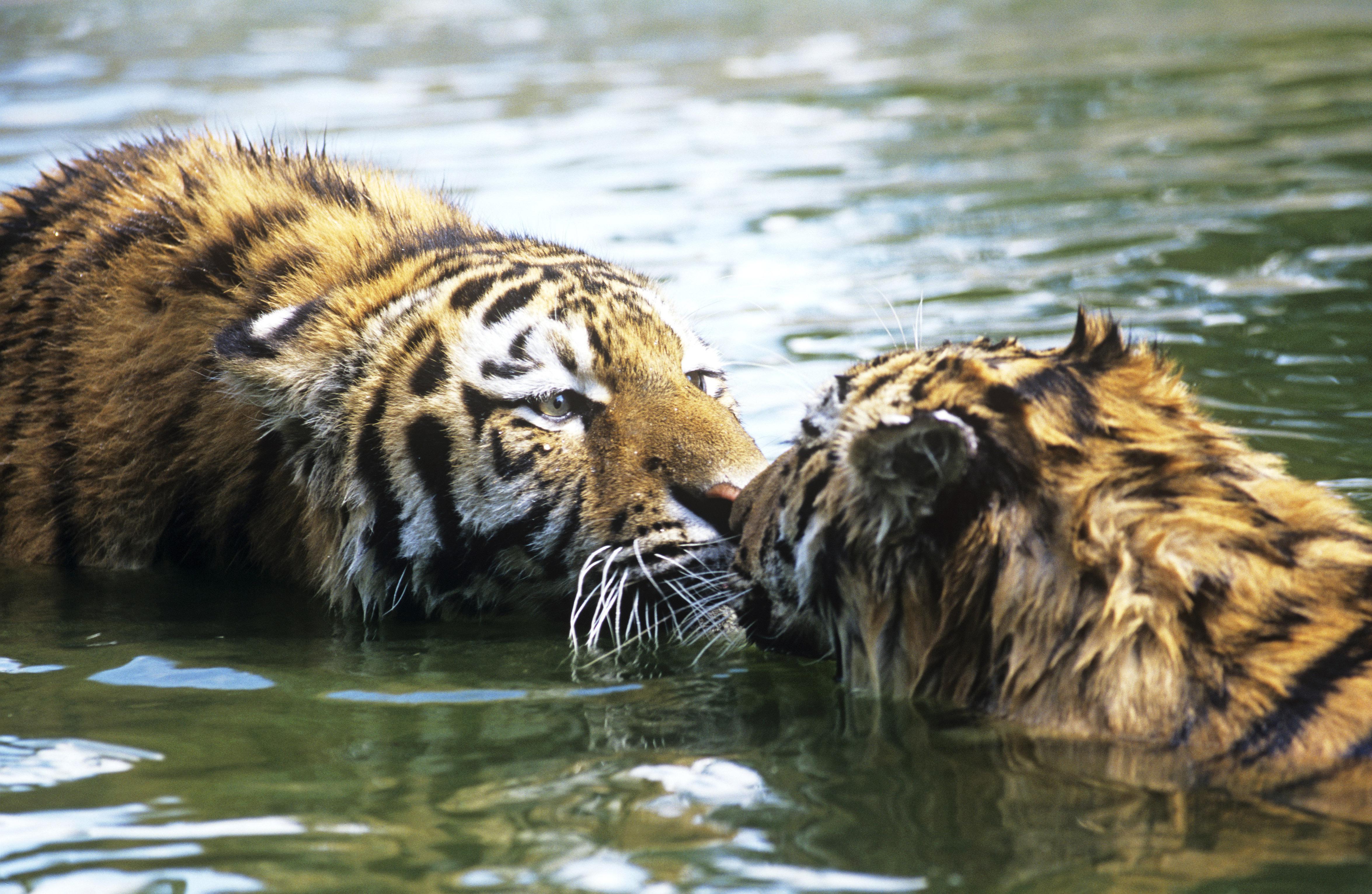 Siberian tigers (Panthera tigris altaica) in river