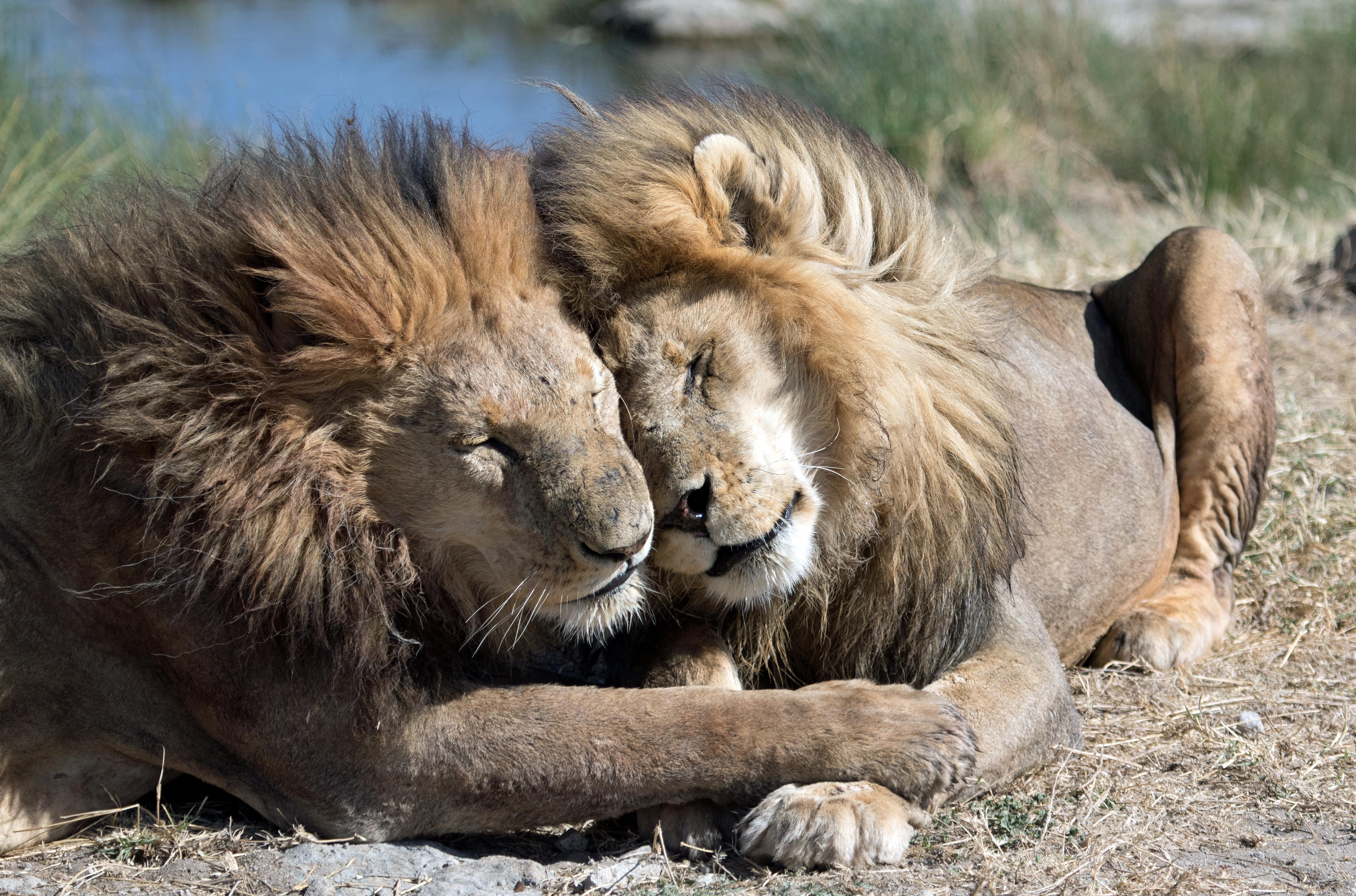 Two lions (Panthera leo) sleeping in the Serengeti National Park, Tanzania, Africa