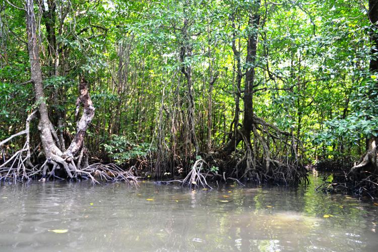Ambiente: foreste di mangrovie, ne perdiamo l'1% l'anno