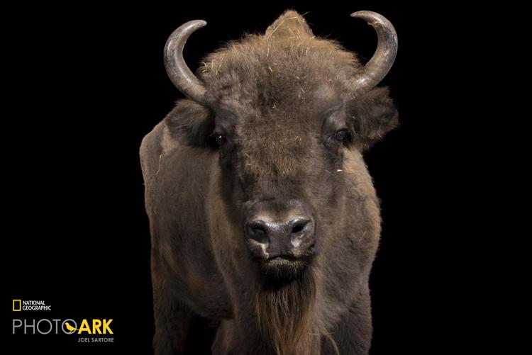 Animali: anche due bisonti 'italiani' nell'arca del National Geographic