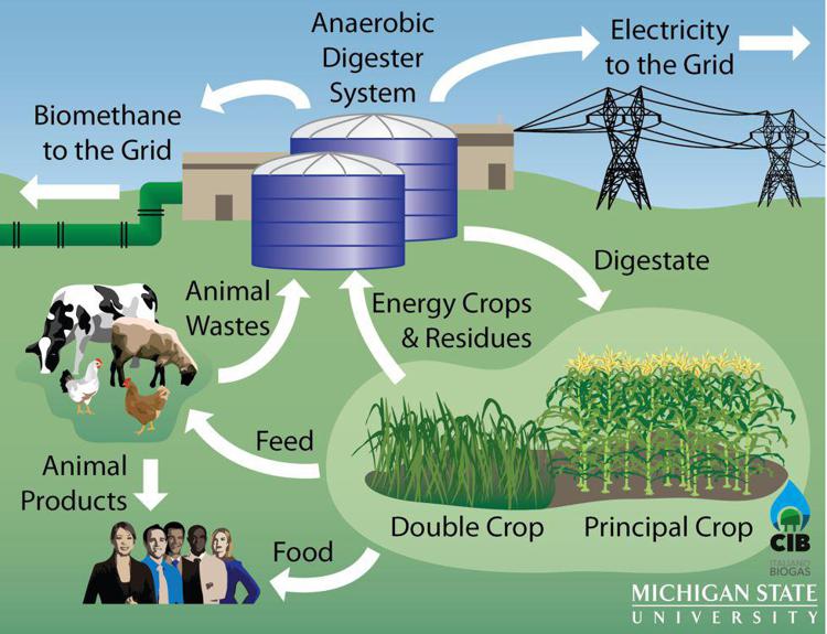 Energia: doppie colture grande potenziale per produzione sostenibile biogas