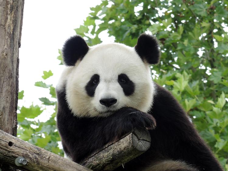Animali: un parco nazionale per i panda, sorgerà in Cina