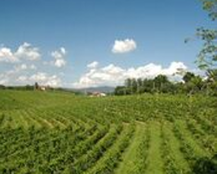 Friuli Venezia Giulia: al via corsi per operatori Strada del Vino e Sapori