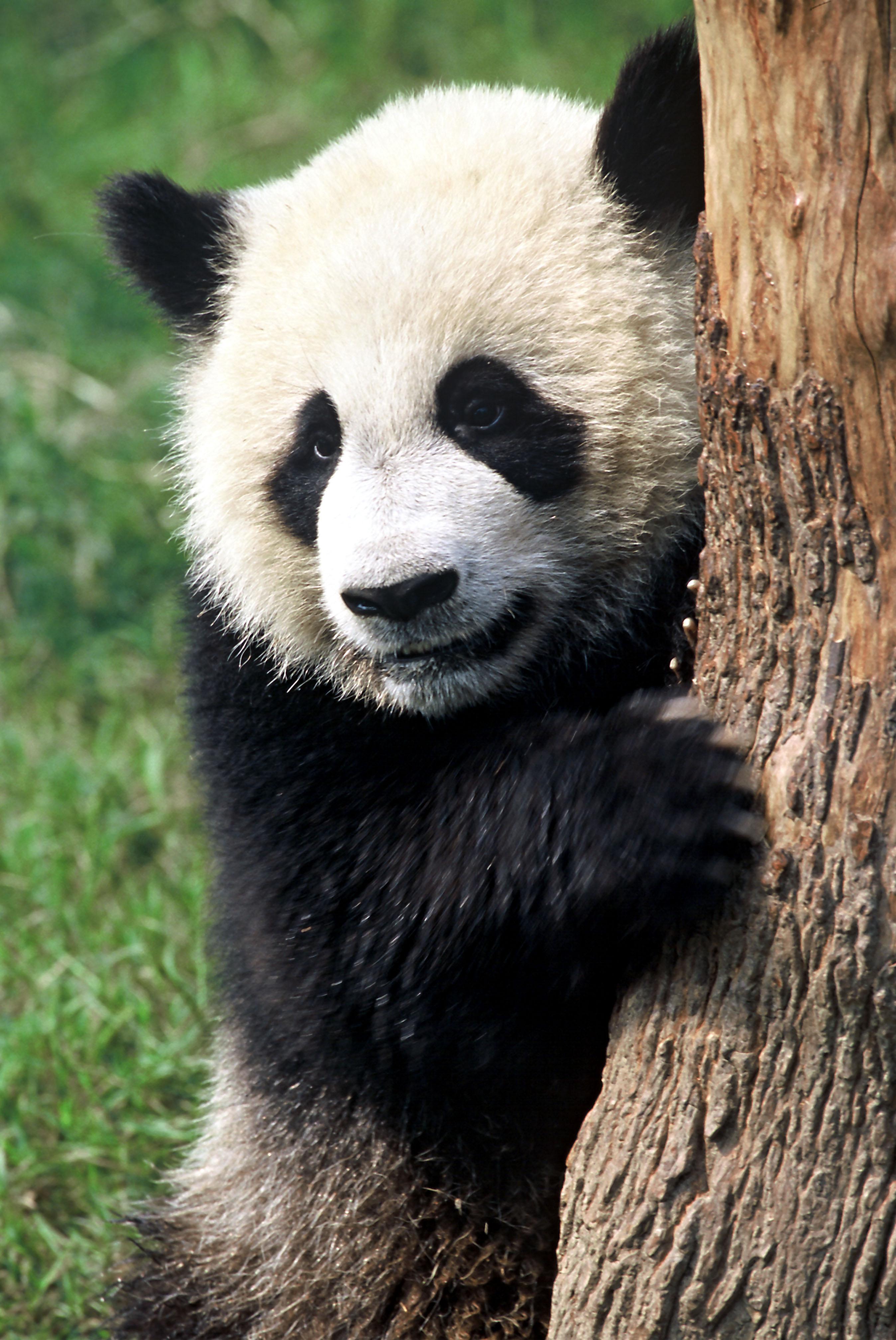 Panda (Michel Gunther)