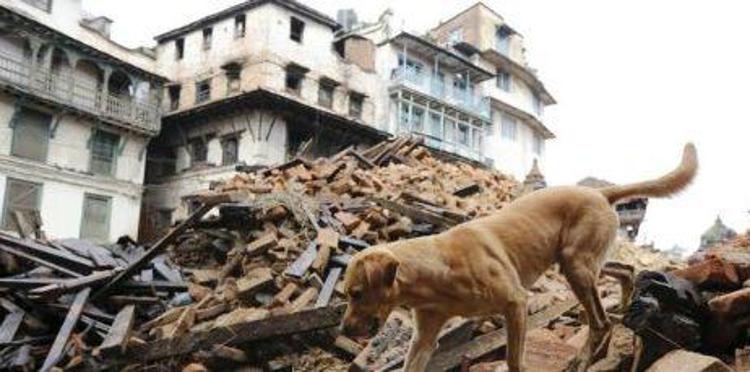 Terremoto: con 'Un pasto per loro' aiuto a cani e gatti zone colpite