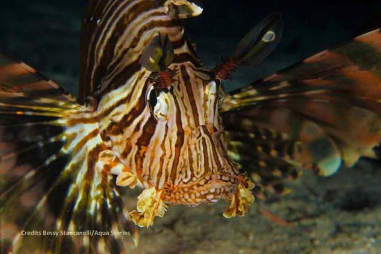 Ambiente: avvistato primo esemplare di pesce scorpione in acque italiane  