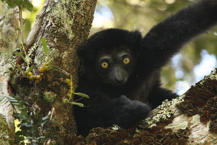 Animali: team italiano nella foresta degli alberi dragoni per studiare l'indri