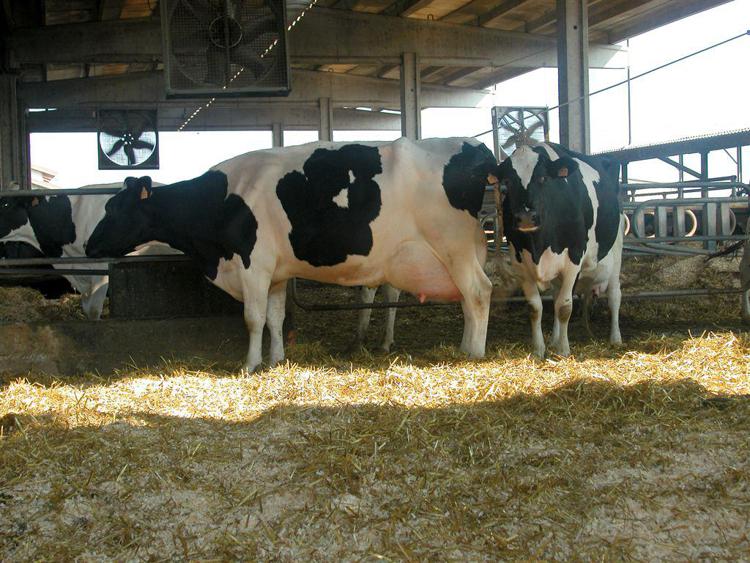 Alimenti: a Centrale latte Torino certificazione 'Benessere animale'