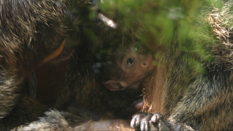Il cucciolo di scimmia saki (Foto ufficio stampa Parco Natura Viva di Bussolengo) 
