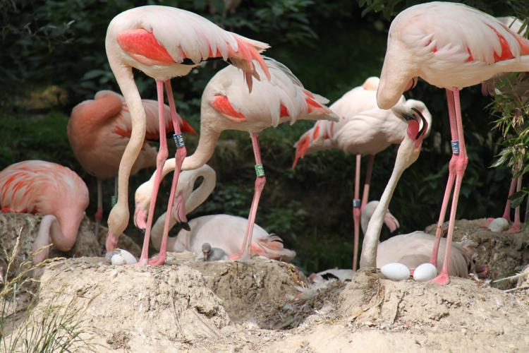 Animali: prima schiusa fenicotteri rosa al Parco Natura Viva, anno record