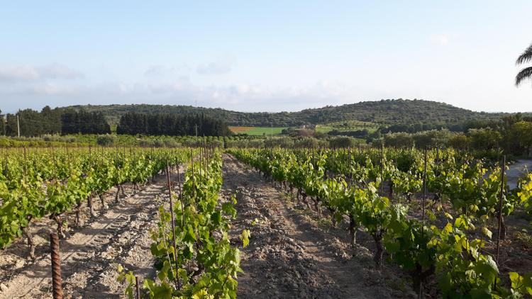 Vino: Consorzio tutela Doc Sicilia, uve sane e in ottime condizioni