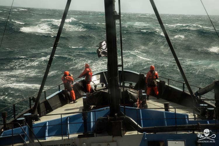 Ambiente: Sea Shepherd festeggia 40 anni a difesa degli oceani