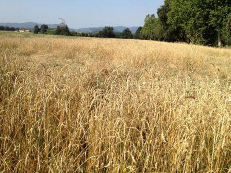 Agroalimentare: Italmopa, su grano non si tratta di speculazione ma di necessità
