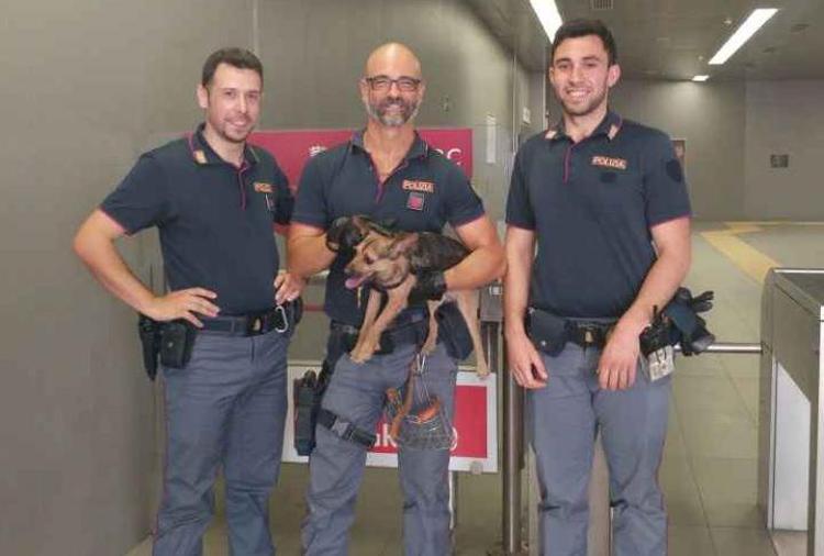 Roma, cane finisce su binari metropolitana: polizia lo salva