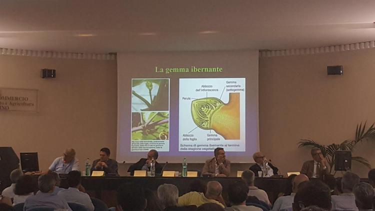 Vino: Assoenologi Campania a confronto su interventi post gelate primaverili