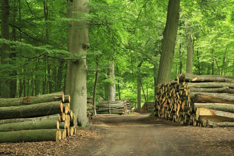 Sostenibilità: boschi e legno, +15% aziende italiane certificate Pefc