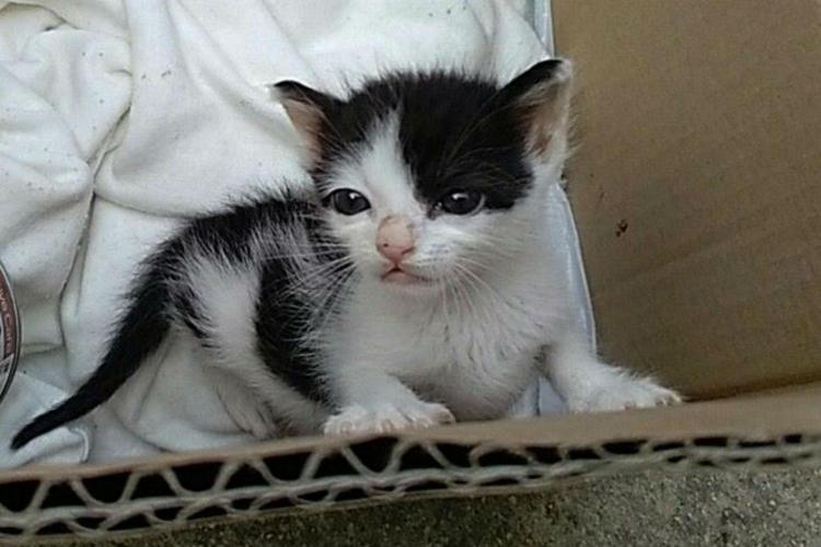 Il gattino salvato a Bari da un'infermiera