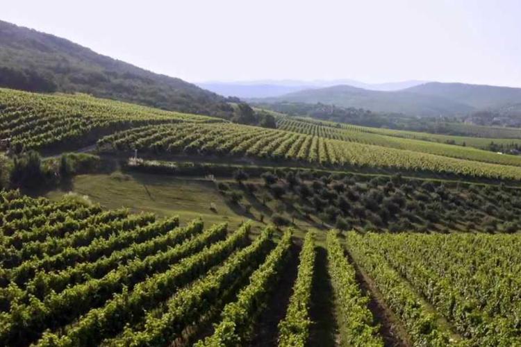 Vino: viticoltura eco-friendly sul confine italo-sloveno con Susgrape