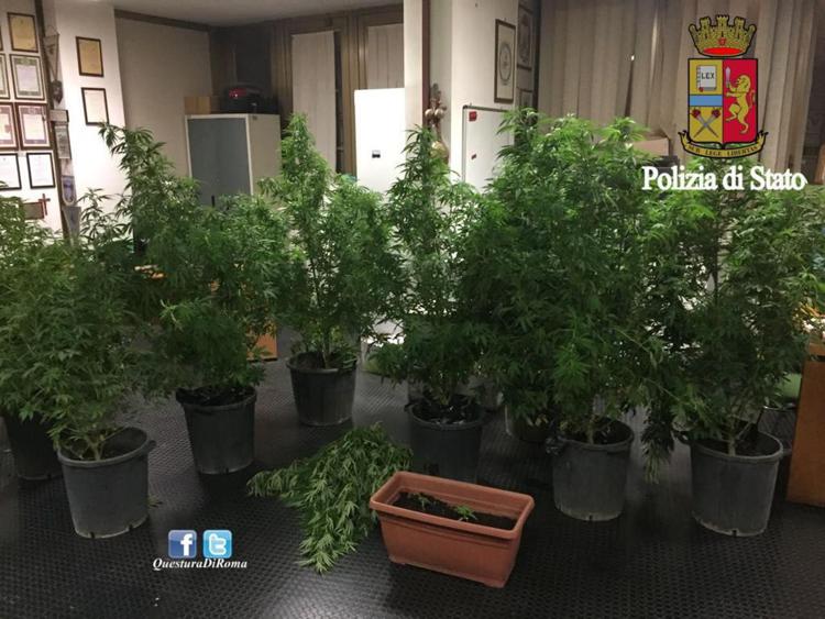 Roma: pusher coltivava piante di marijuana in giardino, arrestato
