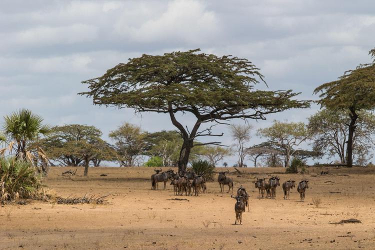 Parchi: riserva Selous in Tanzania oggi più protetta