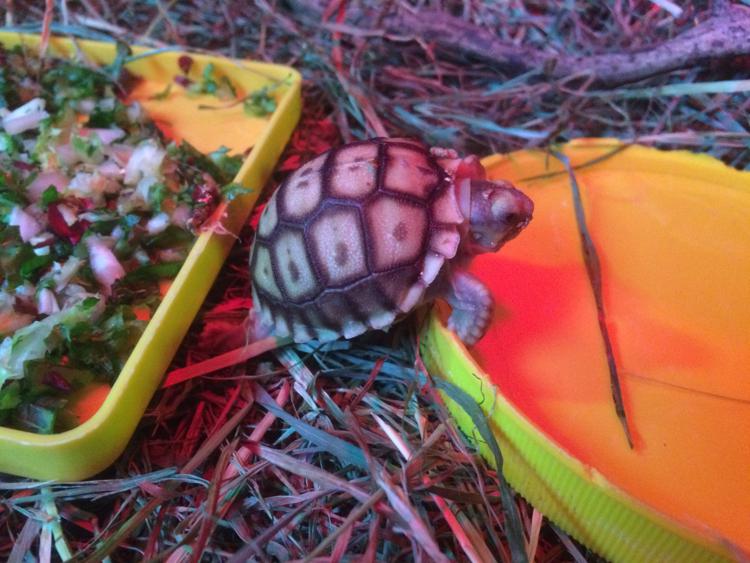 Una delle tartarughe nate a Zoomarine