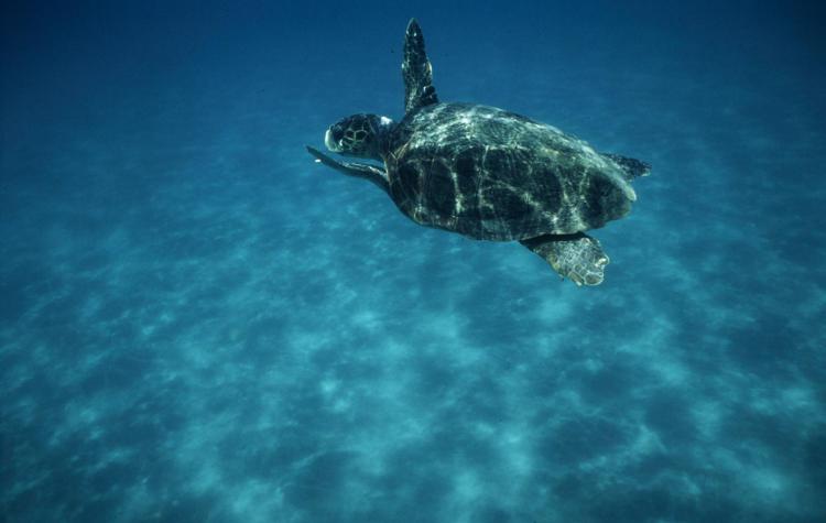 Animali: nati a Castellaneta 61 piccoli di tartaruga marina