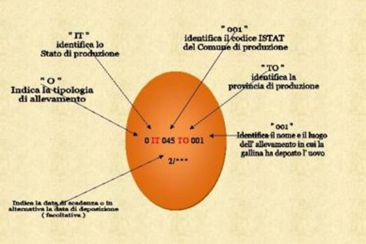 Il codice identificativo delle uova spigato dal Codacons Piemonte