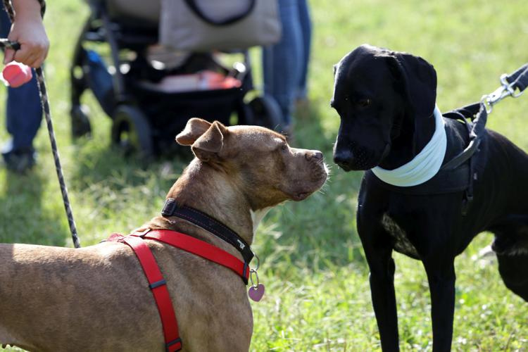 Animali: boom di dog sitter, massaggiatori e toelettatori cani