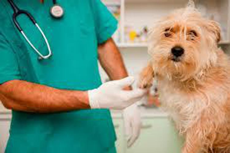 Animali: Veterinari a Gentiloni, no a prezzo eccessivo per antiepilettico cani