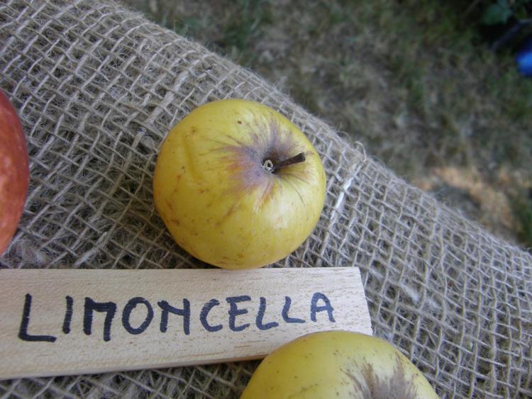 Piacenza: piante e semi dimenticati, il 7 e 8 ottobre torna 'Frutti Antichi'