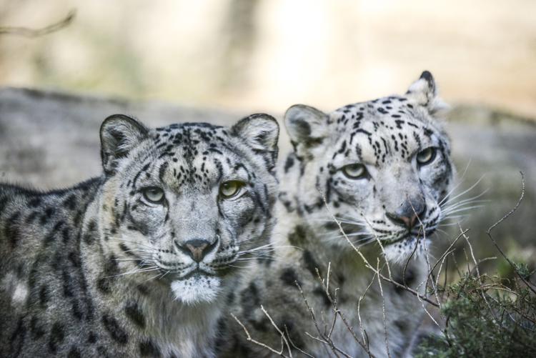 Animali: leopardo delle nevi, ne scompare uno al giorno