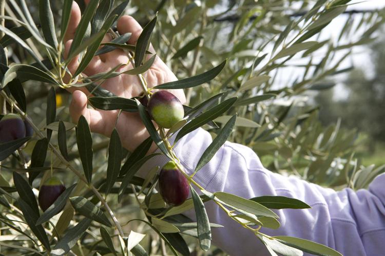 Alimenti: a Cerignola 'La più Bella sei tu', festival dell'oliva da tavola