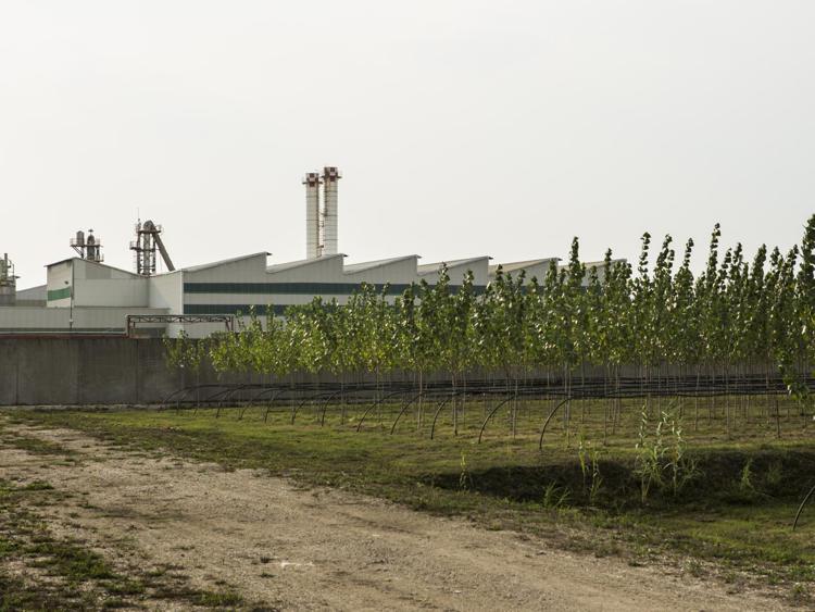 Rifiuti: un bosco in fabbrica per risanare il suolo inquinato a Marcianise