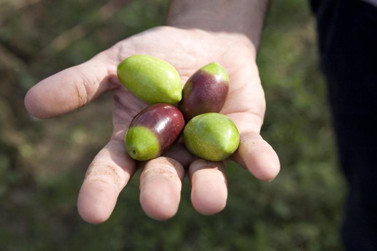 Enogastronomia: a Cerignola 1° Festival nazionale oliva da tavola