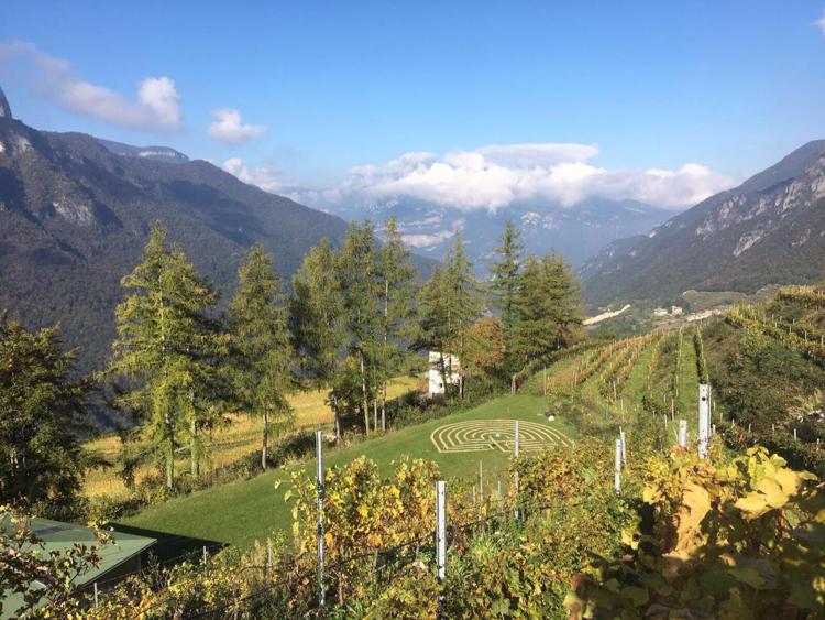Vino: Martin Foradori Hofstätter sbarca nel Trentino 'montano'