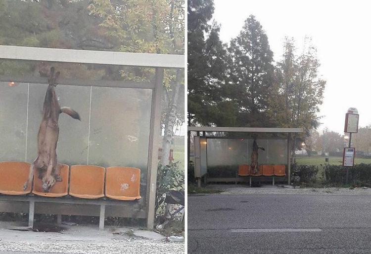 Orrore a Rimini, lupo appeso per le zampe a fermata bus