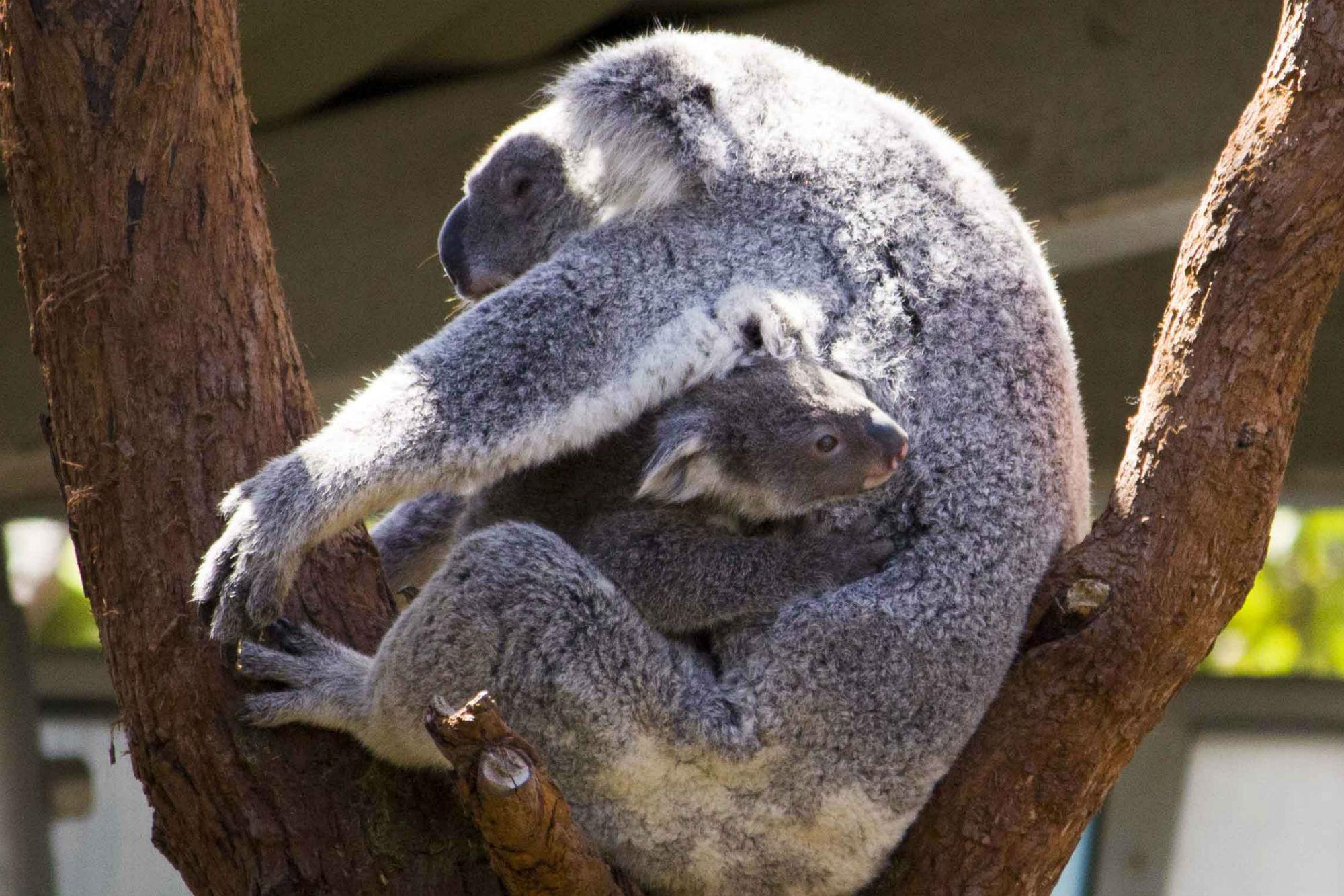 il piccolo volto di un joey maschio di Koala ( Iberpress)