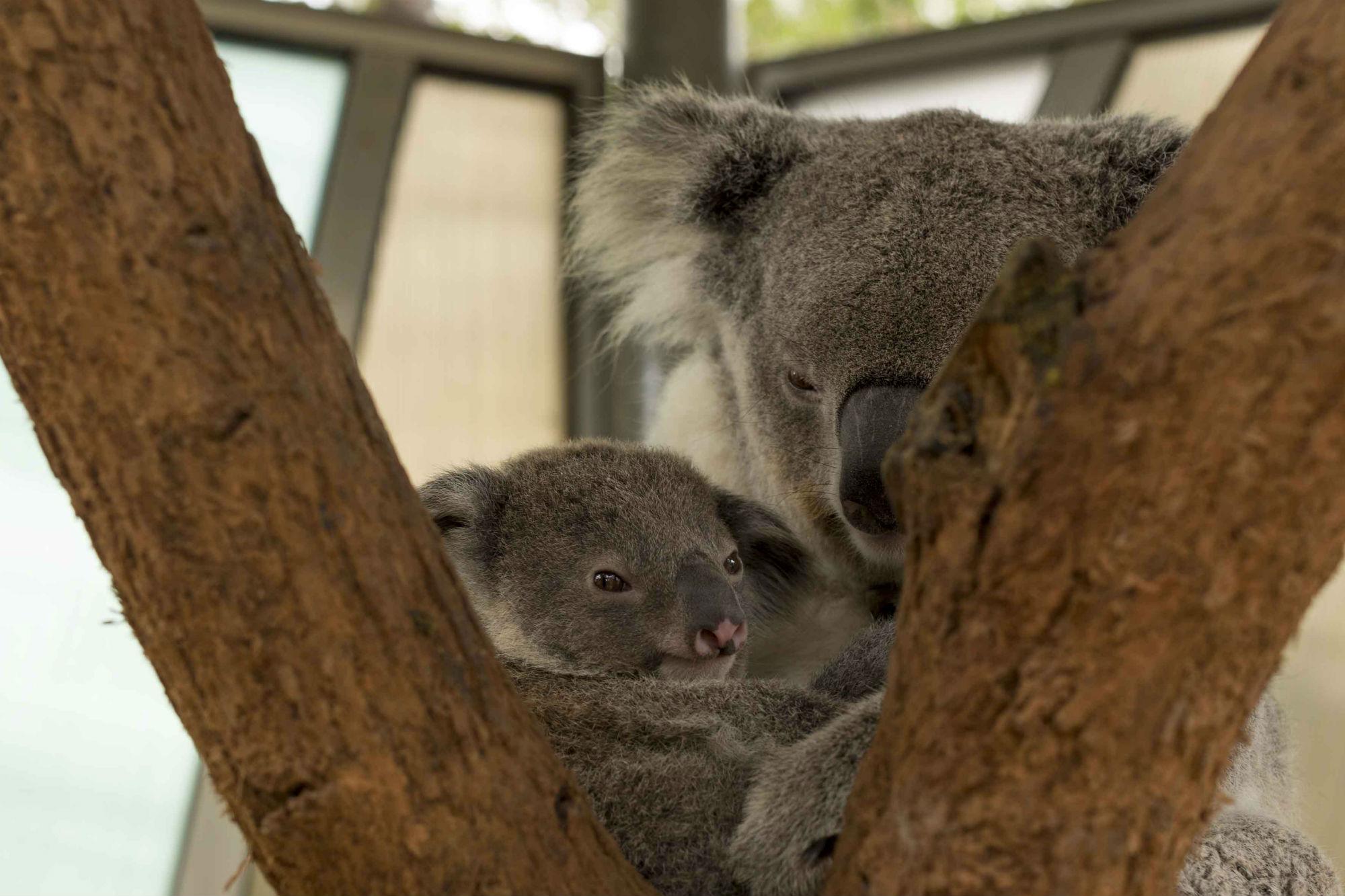 il piccolo volto di un joey maschio di Koala (Iberpress)