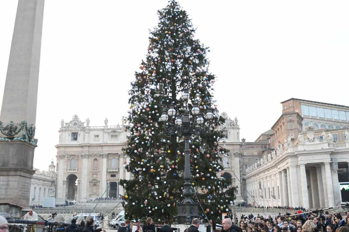 Vaticano, l'abete di Natale in piazza San Pietro compie 35 anni