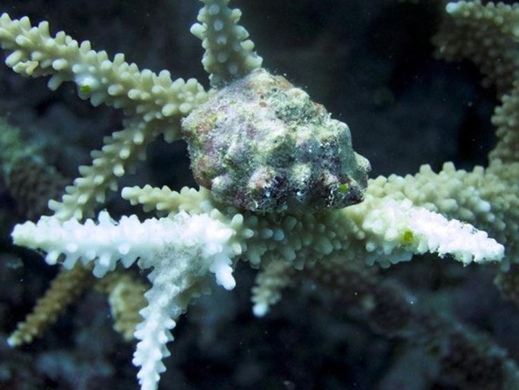 Atto di predazione da parte di un mollusco su una colonia di corallo: la conchiglia dell’animale corallivoro è visibile al centro dell’immagine, mentre le porzioni bianche rappresentano la parte del corallo ormai 'mangiata' dal predatore