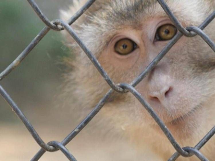 Animali: la nuova vita dei macachi di Modena nel Centro di Semproniano