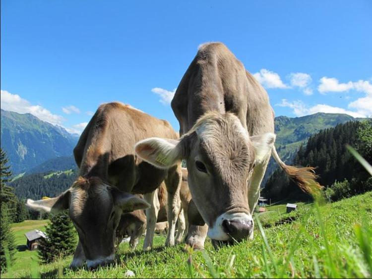 China lifts 16-year ban on Italian beef