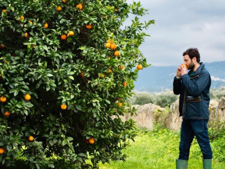 Sostenibilità: adotta albero da frutta, crowdfunding per start up Biorfarm