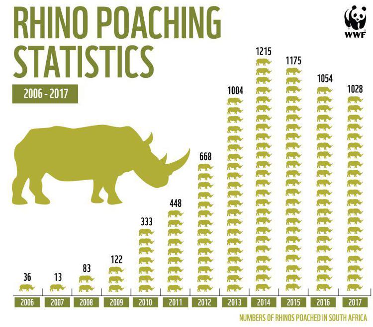 Animali: solo nel 2017 uccisi più di mille rinoceronti in Sud Africa