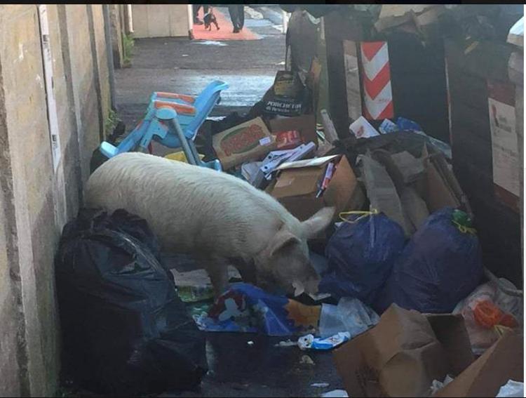 Il maiale sorpreso a grufolare fra i rifiuti, finito in un filmato e poi rilanciato sui social da Giorgia Meloni