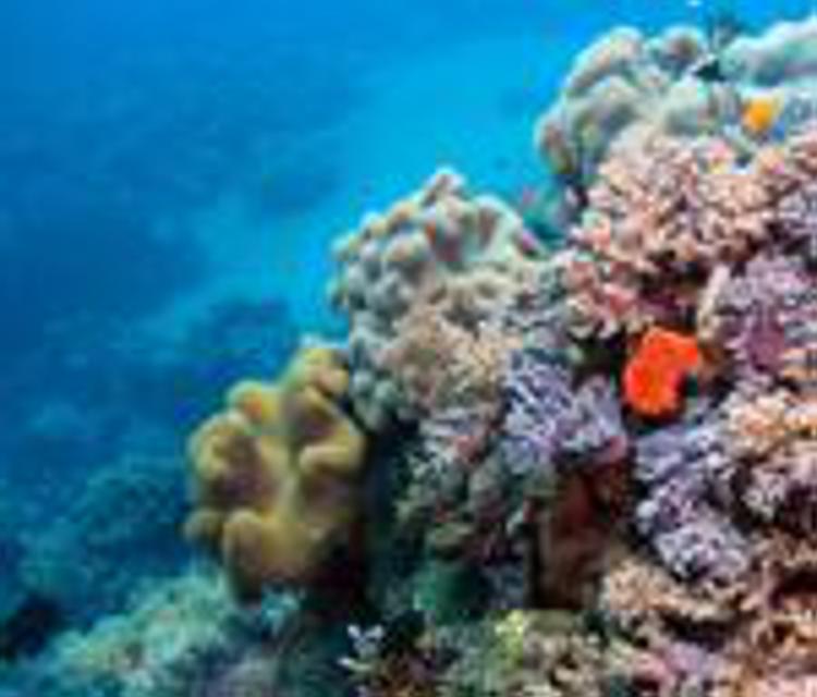 Ambiente: Australia, appello a scienziati per salvare Grande barriera corallina