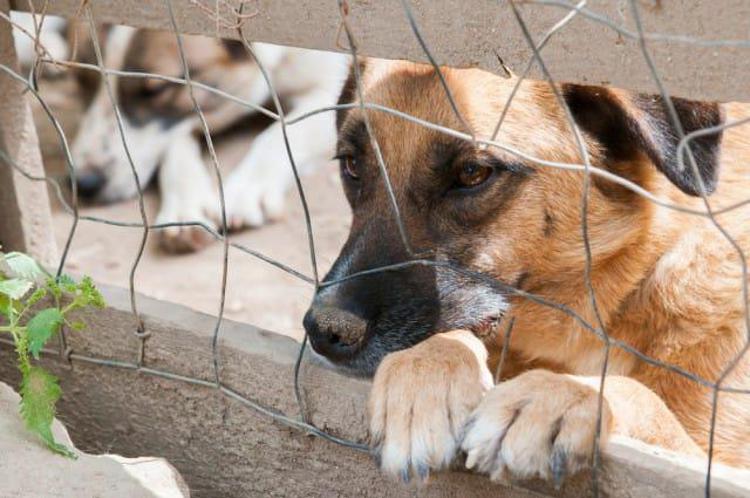 Animali: Tar Umbria, sì all'adozione dei cani all'estero