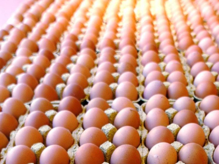 Alimenti: uova da galline allevate 'quasi' a terra', la denuncia di Ciwf